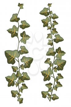 Decorative branches of ivy plant illustration on white background.