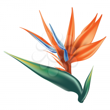 Detailed bird of paradise, strelitzia exotic flower illustration.