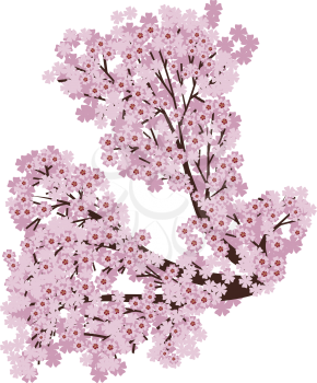 Branch of pink cherry blossom, sakura in bloom on white background.