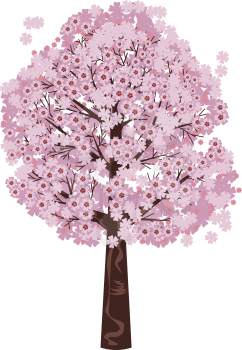 Pink cherry blossom tree, sakura in bloom on white background.