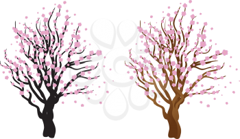 Illustration of Japanese cherry with blossom, sakura tree.