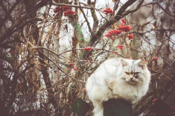 Cute fluffy cat and rowan berries in the garden vintage colors.
