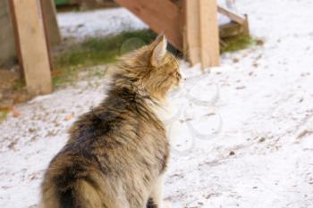 Winter shot of a curious cat hunting on birds.