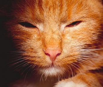 Cute ginger cat portrait, close up of a cats head, filtred photo.