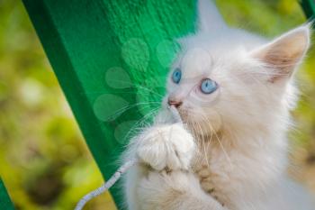 Cute white kitten with blue eyes plays with old cord outdoor.