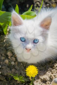 Cute white kitten with blue eyes and yellow dandelion outdoor.