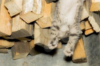 Cute tabby cat sleeping on birch firewoods.