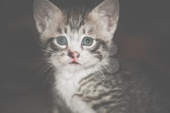 Cute little kitten of grey color with black stripes and spots, vintage background.