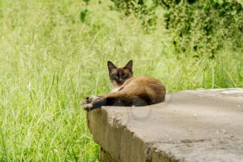Summer portrait of the blue eyed siamese cat enjoying sunny day.