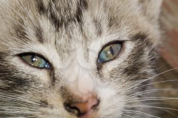 Close up portrait of a cute striped, tabby kitten.