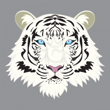 Illustration of cute white tiger portrait, wildcat design.