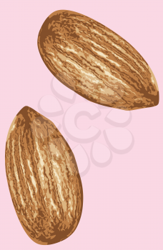 Peeled almond seed, ripe brown kernel detailed illustration.