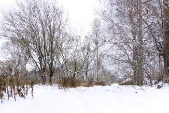 Snowy leafless trees in abandoned rural winter park, natural background.