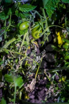 Unripe green tomatoes grows on bushes in the garden.