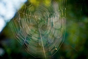 Thin spider web over defocused green foliage background.