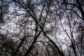 Cold leafless trees branches, nature winter themed background.
