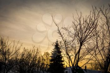 Cold leafless trees branches, nature winter themed background.