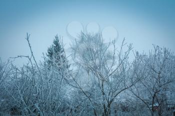 Cold winter day and trees in hoarfrost natural background.
