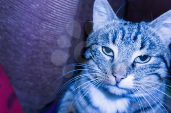 Photo of cute striped cat, cold blue light effect.