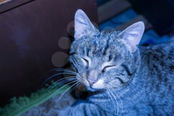Photo of cute striped cat, cold blue light effect.