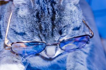 Cute striped cat wearing eyeglasses, cold blue light effect.