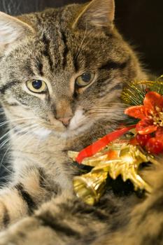 Cute tabby cat with golden Christmas tree, holiday background.