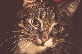 Vintage portrait of cute tabby cat posing, close up view.