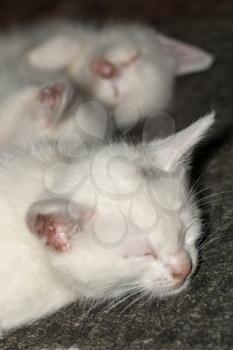 Adorable kitten of white color, close up photo.
