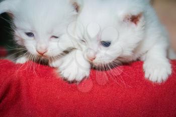 Furry little white kitten with blue eyes portrait.