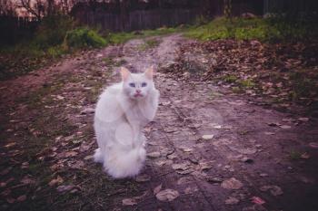 Cute fluffy white cat on a walk outside, filtered.