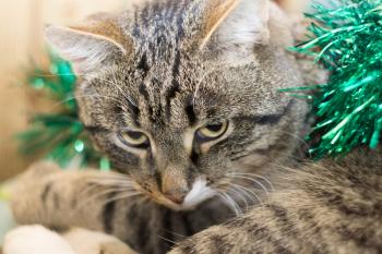 Cute tabby cat in Christmas green tinsel, holiday background.