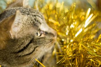 Cute tabby cat in Christmas yellow tinsel, holiday background.
