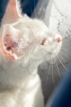 Portrait of a cute white cat, close up photo.