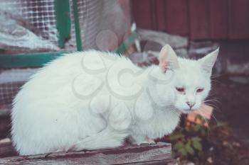 Portrait of a cute white cat, close up photo.