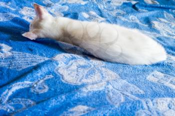 Cute white cat sleeps on towel of blue and white color.