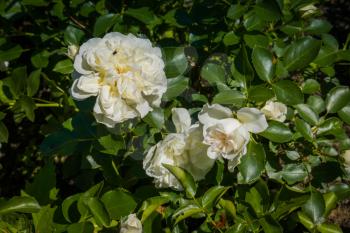 Decorative rose flowers of white color blooming in the garden, natural background.