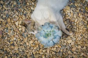 Cute cat posing with echeveria on the gravel under summer sun.