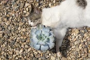Cute cat posing with echeveria on the gravel under summer sun.