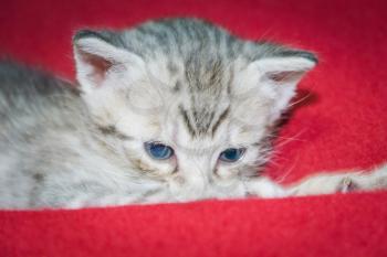 Funny little grey striped kitten close up portrait.