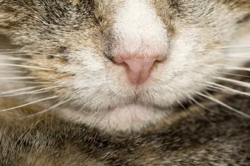 Close up photo of tabby cat nose as background.