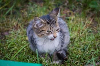 Cute little tabby kitten on green grass portrait.