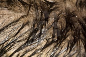 Close up of wet tabby cat fur as background.