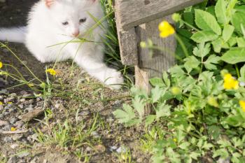 Adorable white kitten playing in the summer garden.