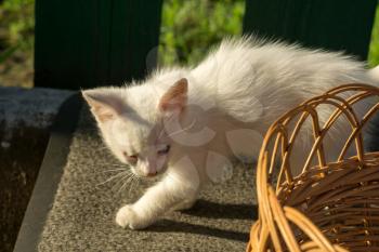 Adorable little white kitten playing outdoor at summer day.