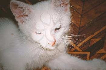 Adorable little white kitten close up portrait, post processing.