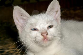 Adorable little white kitten close up portrait.