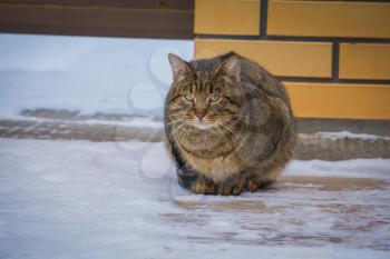 Cute big tabby cat sitting on ice, cold winter day.
