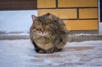 Cute big tabby cat sitting on ice, cold winter day.