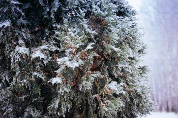 Snowy fir trees in cold winter day, close up photo.