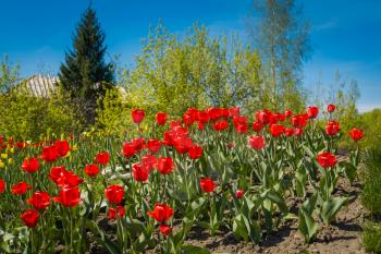 Colorful spring tulips in flower bed under the sunlight.